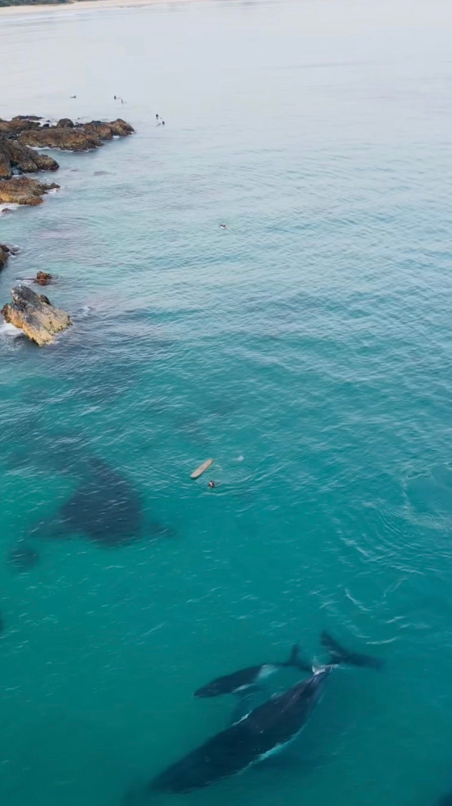 WHALES IN BYRON BAY